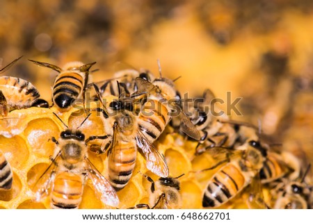 Selective focus - close up macro of bee on honeycomb 