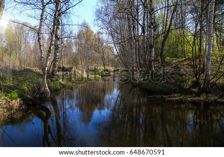 Birch forest on a sunny day.Reflection from the water in the river