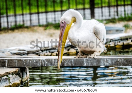 Pelican sitting over water.