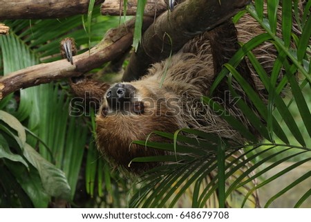 Sloth weighs on a tree
