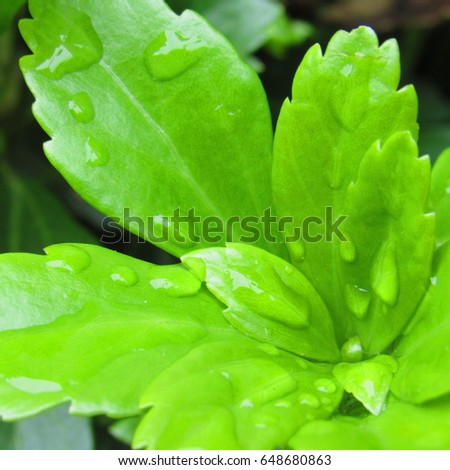 Drops of rain water on leaves