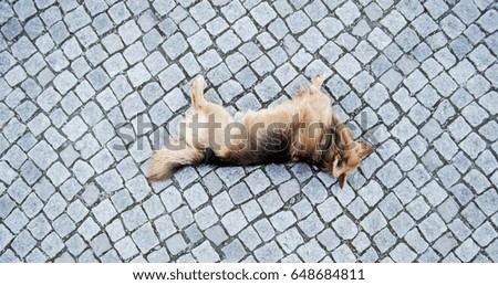 Exhausted dog laying on cobble stone ground on the street