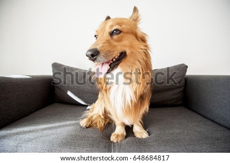 Happy dog sitting on grey couch smiling