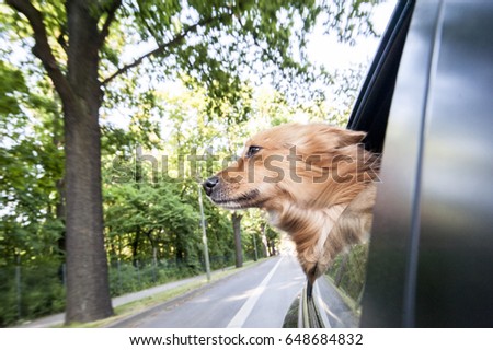 Dog traveling in car looking out of window