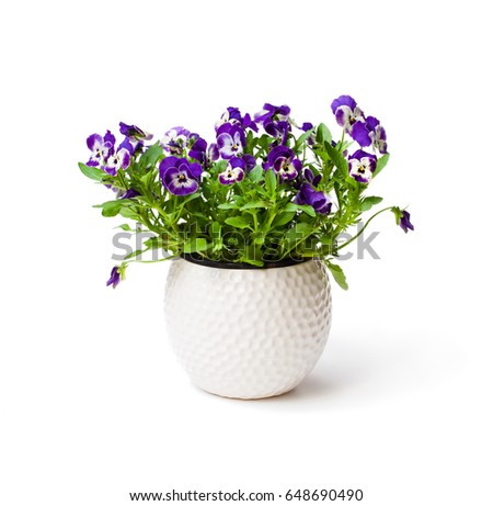 Colorful  pansy flower plant in white pot isolated 