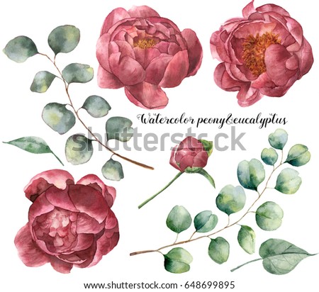Watercolor peony and eucalyptus set. Hand painted floral elements with flowers and eucalyptus branch isolated on white background. Botanical illustration for design
