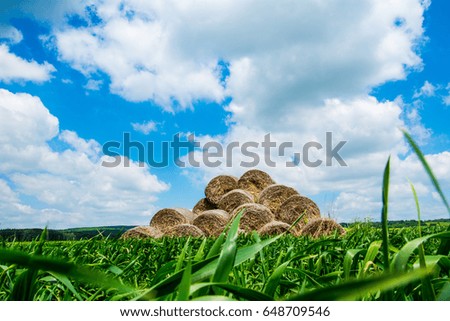 Haystack in the field of young wheat