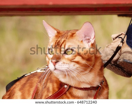 Bengal cat portrait - Pedigree Cat on Nature green background