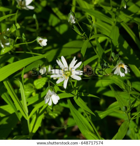 Flower Greater stitchwort or Stellaria holostea with bokeh background, macro, selective focus, shallow DOF.