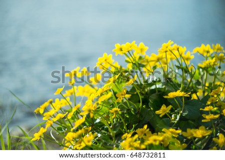 Yellow wild flowers by the river with sun rays