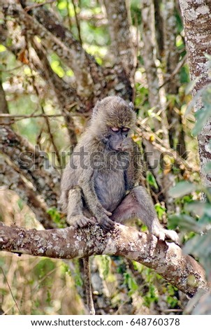 Young baboon in a tree in Arusha National Park, Tanzania
