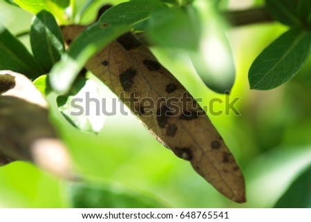 Dry leaf with a cheetah texture on the background of green leaves
