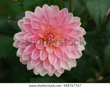 Pretty pink dahlia flower with dew drops in morning, dahlia after rain.
