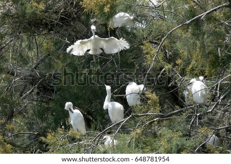 Little egrets in the trees