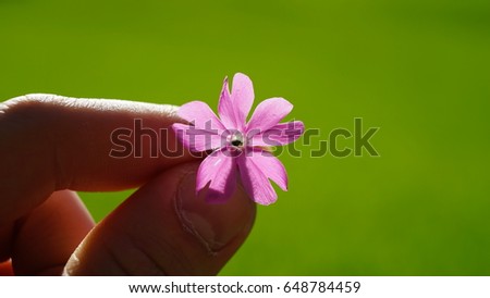 Hand holding a pink flower tightly