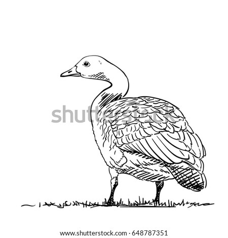 Hand drawn vector goose view from back, Illustration isolated on white background