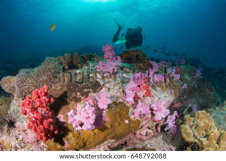 Beautiful soft coral and fish  in clear water