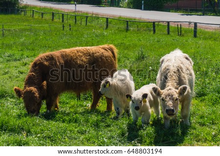 Scottish cow with calves