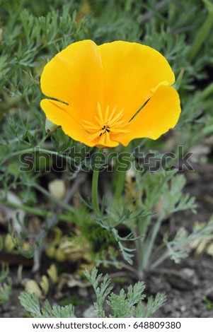 Californian Poppy - Eschscholzia californica
Native of Western USA. Widely planted