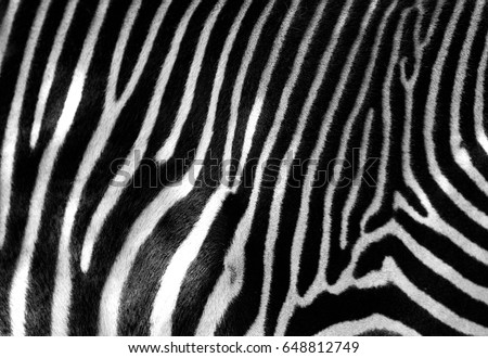 Black and white zebra skin with space for text.  Royalty-Free Stock Photo #648812749