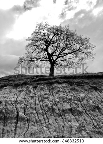 A lone oak tree.
