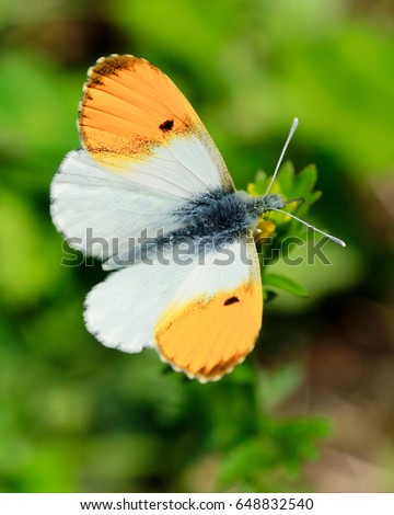 butterfly Anthocharis cardamines