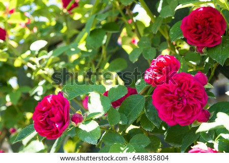 Rose - Chevy Chase Royalty-Free Stock Photo #648835804