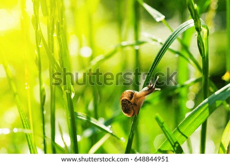 Little snail on wet green grass