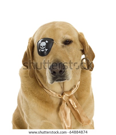 Yellow Labrador Retriever Dog wearing a pirate costume: gold earring, eye patch, and neck scarf, isolated on white.