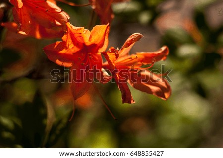Orange sun-soaked flower. Outspread petals against a leafy green background.