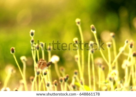 Blur grass flower field