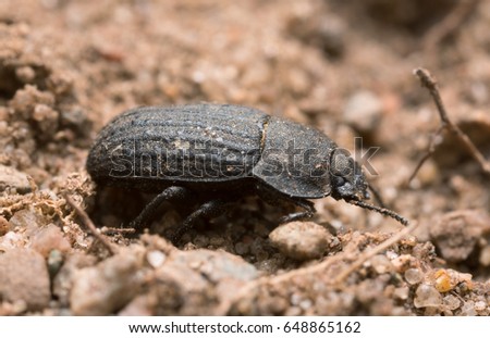 Closeup of a black beetle 