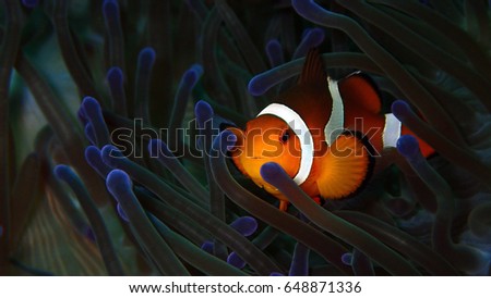 Closeup and macro shot of the Western Clownfish or Anemonefish during a  leisure dive in Tunku Abdul Rahman Park, Kota Kinabalu, Sabah. Malaysia, Borneo.
