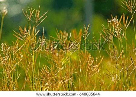 Grass flower field