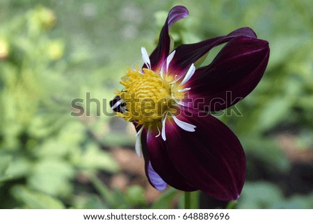 Side View of a Single Dark Red Dahlia on Natural Background
