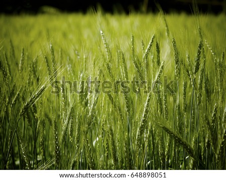 Wheat field with green spikelets. Macro photo of green  of wheat. Rural landscape of a wheat field.