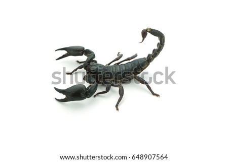 Closeup Scorpion isolated on white background
