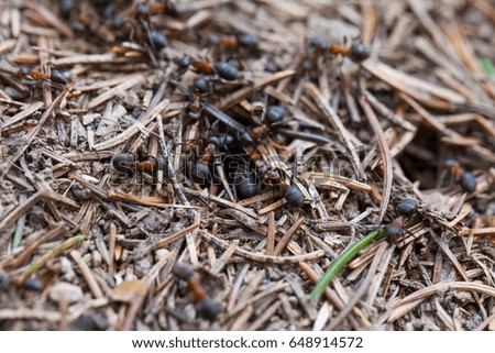Close up picture of ants colony and their nest outdoor, springtime