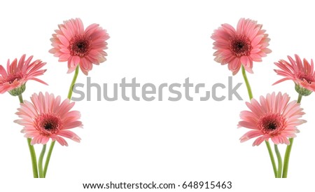 Pink Gebera flowers frame isolated on white background with copy space