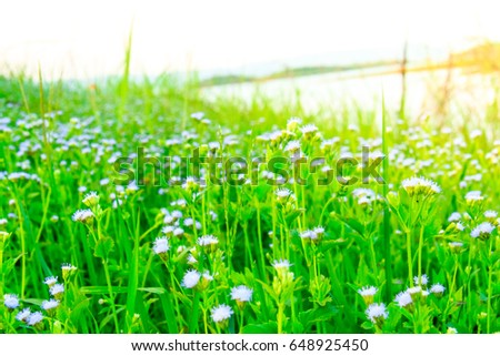 white grass flower and sunlight