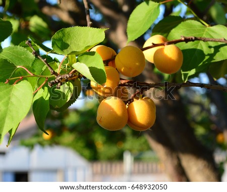 Cluster of small ripe apricots hanging on branch on tree in garden