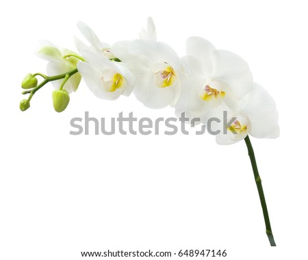 Delicate orchid branch blossoming with large white flowers isolated. Royalty-Free Stock Photo #648947146