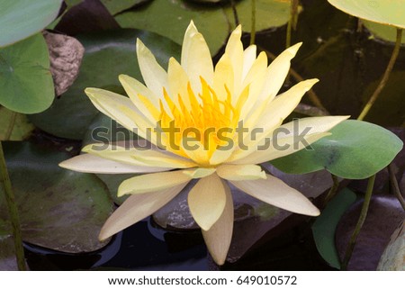 yellow lotus  in the marsh