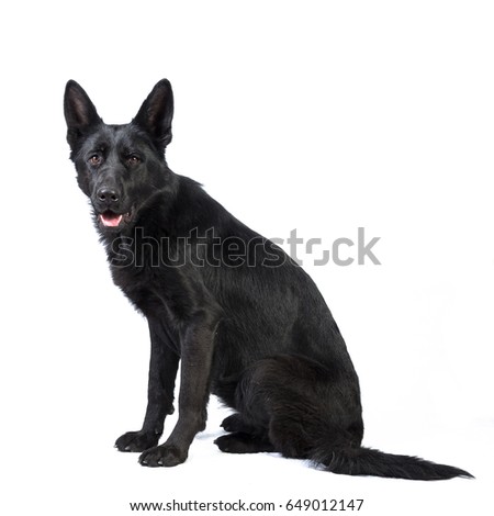 Bastard dog, sitting in front of white background, studio shot