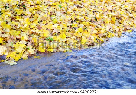 Yellow  leafs and flowing small brooklet.