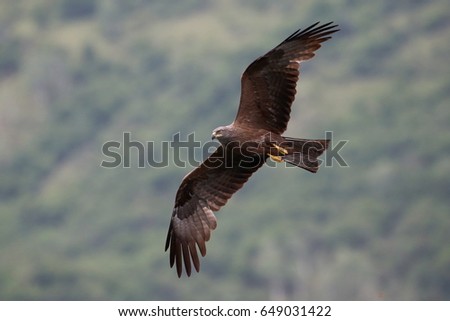 black kite in flight (Milvus migrans)