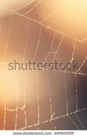 White spider web with dew on an brown background in the sunlight