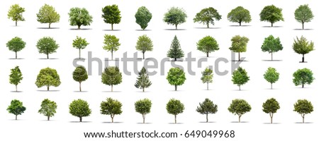 VIew of a High definition collection Tree isolated on a white background