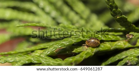 Diaspididae Pest is an insect on the leaves of thuja close-up