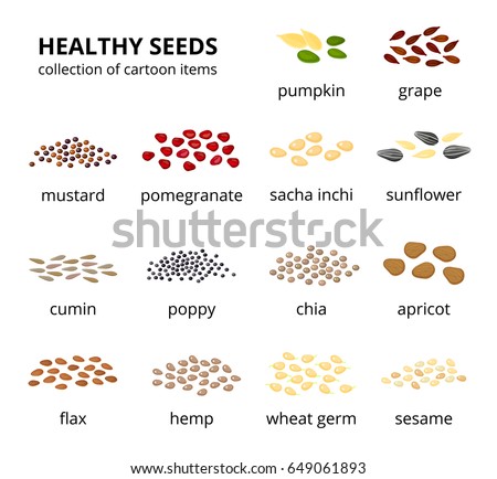 Different kinds of healthy seeds in cartoon style with names isolated on white background. Royalty-Free Stock Photo #649061893